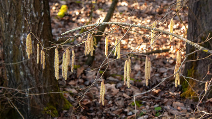 Spring background. A branch of blooming birch in the wind against the background of last year's leaves.