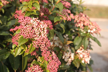 Japanese Skimmia or Skimmia japonica bush in bloom with pale pink flowers on winter season on a...