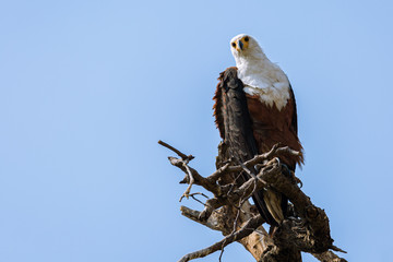 African Fish Eagle