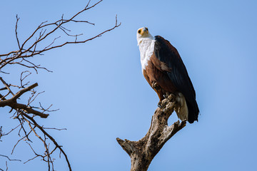 African Fish Eagle