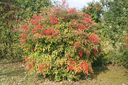 Nandina domestica bush with ripe red berries in the garden. Heavenly bamboo on winter season