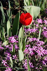Spring background. Red tulip surrounded by greenery and small lilac phlox.