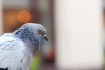 Simple static common grey pigeon bird head closeup detail, portrait shot from the side. Copy space...