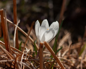 White crocus on a blurred background of last year's grass.