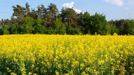 Obraz premium Spring field of blooming yellow rape against a background of green trees and blue sky.