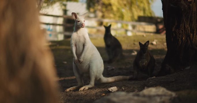 Adult albino red-necked wallaby on a farm, long shot. BMPCC 4K