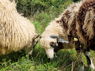Two beautiful white fluffy wooly sheep, ram eating grass together out in the wild double portrait,...