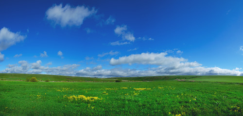 Fototapeta premium green field and blue sky