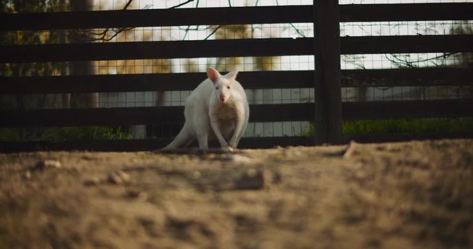 Adult albino red-necked wallaby on a farm, long shot. BMPCC 4K