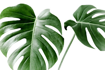 Close-up of the Monstera leaf. Tropical palm leaves Monstera isolated on white background. Tropical nature concept. © K.Decor