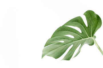 Close-up of the Monstera leaf. Tropical palm leaves Monstera isolated on white background. Tropical nature concept.