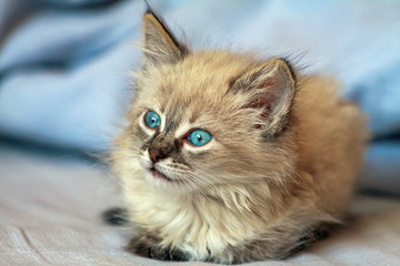 Kitten with blue eyes on reflective background