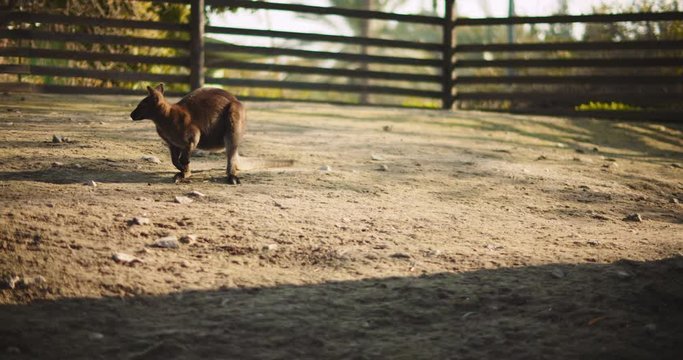 Red-necked wallaby on a farm at sunset, slow motion. BMPCC 4K