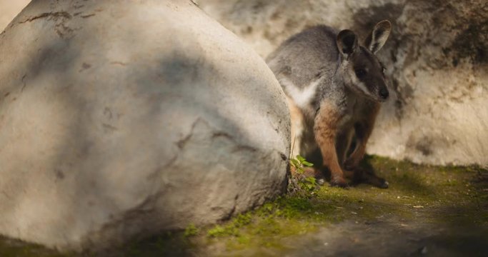 Close up of Yellow-footed rock-wallaby is hiding behind the rock. BMPCC 4K