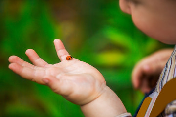 A little boy looks at the ladybird on his hand. Ladybug crawling on the hand of the child