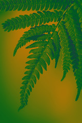 Toned background in green and yellow in the sunshine fern leaves. Green background for advertising wildlife. Eco concept. Symbol Wildlife Ecology.