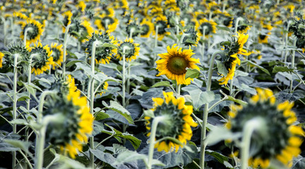 difference direction of sunflower from another
