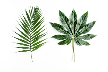 Tropical palm leaves Aralia isolated on white background. Tropical nature concept.