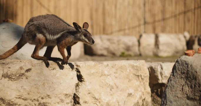 Close up of Yellow-footed rock-wallaby standing on the rock. BMPCC 4K