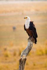 African Fish Eagle