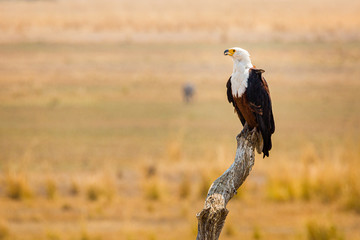 African Fish Eagle