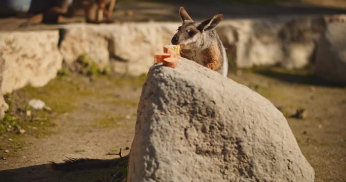 Yellow-footed rock-wallaby eating corn. BMPCC 4K