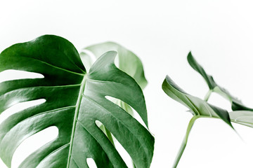 Close-up of the Monstera leaf. Tropical palm leaves Monstera isolated on white background. Tropical nature concept.