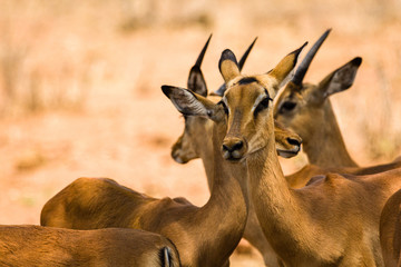 Impala