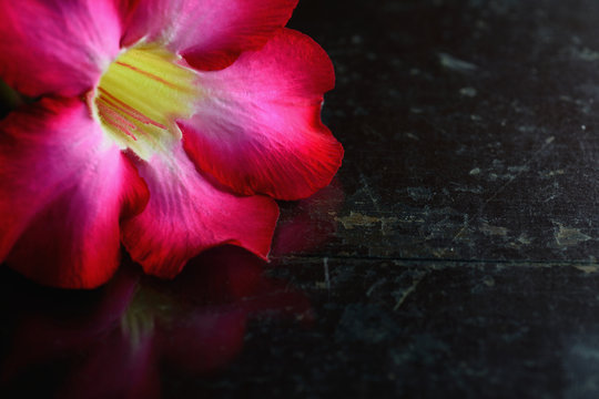 Abstract closeup adenium multiflorum flower or desert rose