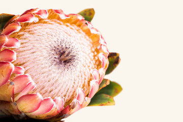 Close-up of a protea flower isolated on white background