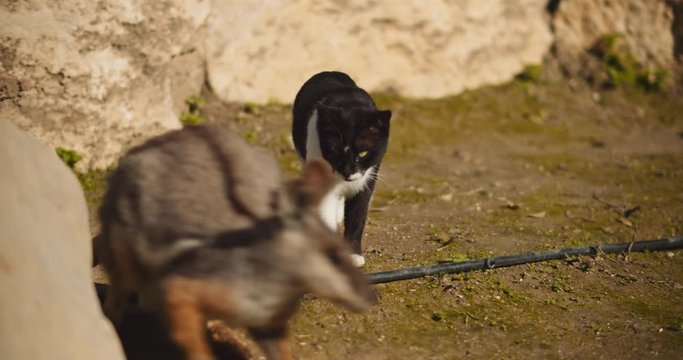 Yellow-footed rock-wallaby eating corn, with a cat walking around. BMPCC 4K