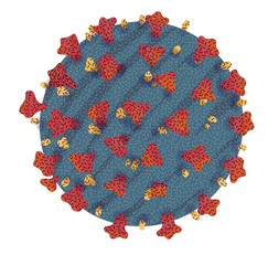 korona virus illustration
