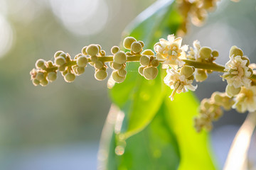Longan flowers are in bloom with blurred background.