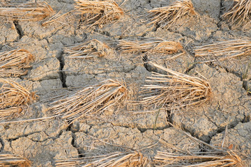 Arid land cannot grow trees.