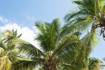 Green Palm Blue Sky White Sand