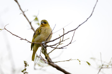 Naklejka premium Webervogel