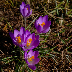Blooming Purple crocuses in early spring sunlight. The first spring flowers in the bright sun close-up. Close up of open purple crocus with orange stamen,
