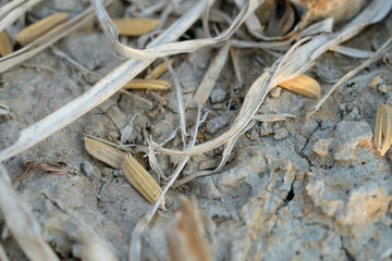 Arid land cannot grow trees.