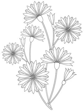 cornflowers. bouquet of flowers. stems. field flowers. black and white outline drawing by hand. coloring book for children and adults. vertical cover, print, clipart, postcard.