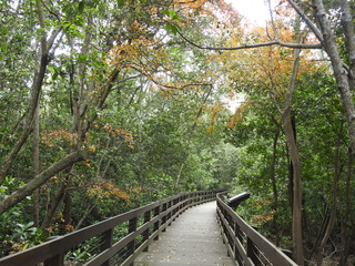 Mangrove Boardwalk