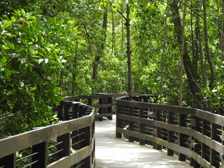 Mangrove Boardwalk