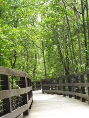 Mangrove Boardwalk