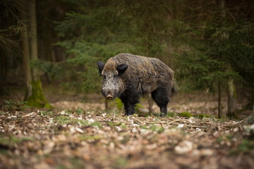Naklejka na ściany i meble Sus scrofa. Free nature. Beautiful picture. Animal life. Wild nature of the Czech Republic. Animal in the forest. Deep forest.