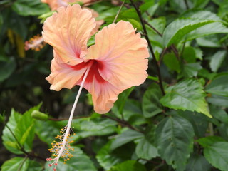 Hibiscus flowers in full bloom (Hibiscus rosa-sinensis)