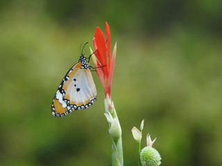 Plain Tiger Butterflies (Danaus chrysippus)