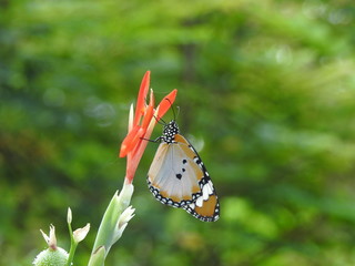 Plain Tiger Butterflies (Danaus chrysippus)