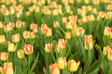 Obraz premium Yellow and pink tulips fild. Spring blur background.