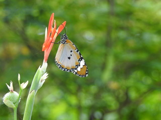Plain Tiger Butterflies (Danaus chrysippus)
