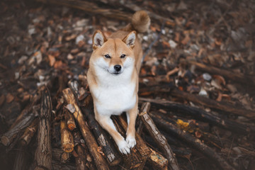 chien shiba inu @saina.shibainu