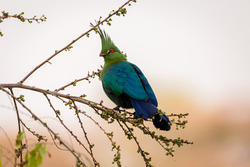 Green Turaco